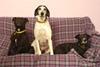 Dogs on sofa