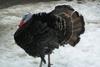 Turkeys can benefit from a strong south-westerly, apparently. As can the government...