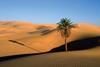 Lone Palm in the Sahara Desert
