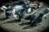 Pigeons