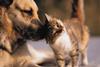 Dogs and cats