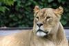 African lion at Newquay Zoo
