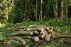 A pile of coppiced sweet chestnut