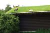 Goats chomp their way through the building’s insulation – but is the grass as green as it looks?