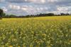 Rapeseed
