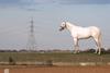 Mark Wallinger white horse