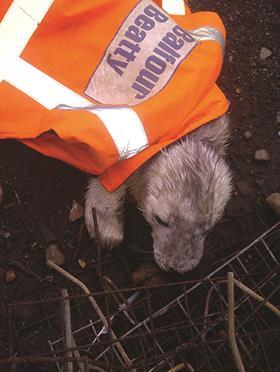 seal pup balfour beatty