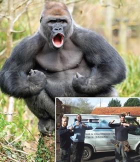 Hansom gorilla