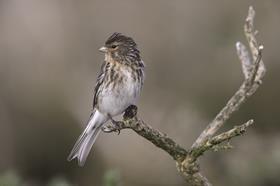 Twite