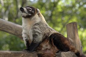 Coati