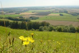 Green fields near Wye, Kent, countryside, country, National Trust