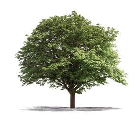 What-Works-tree-shutterstock_137874851