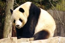 Giant panda