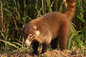 Coati