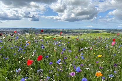 wildlife landscape