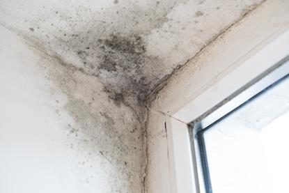 mould