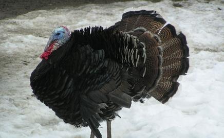 Turkeys can benefit from a strong south-westerly, apparently. As can the government...