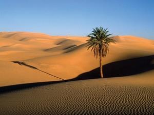 Lone Palm in the Sahara Desert