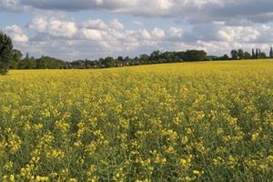 Rapeseed