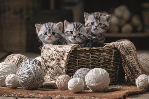 kittens CMYK