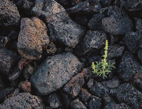 Plant within rocks