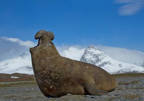 Elephant seal